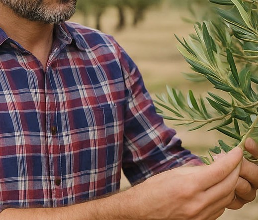 Σεμμινάρια ελαιοκομίας